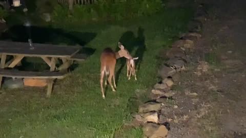 🦌 Scamp / Deer fawn at 11 days old / NW NC High country God’s country ❤️ ✝️ 🇺🇸