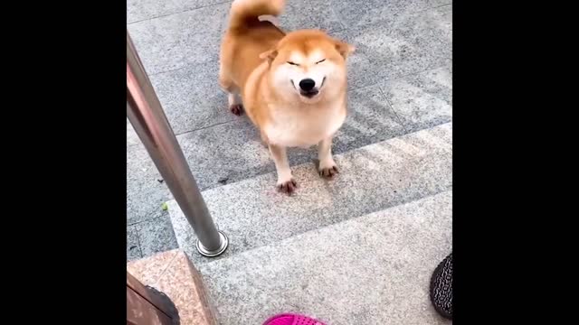 Cute and Funny Cat Dog