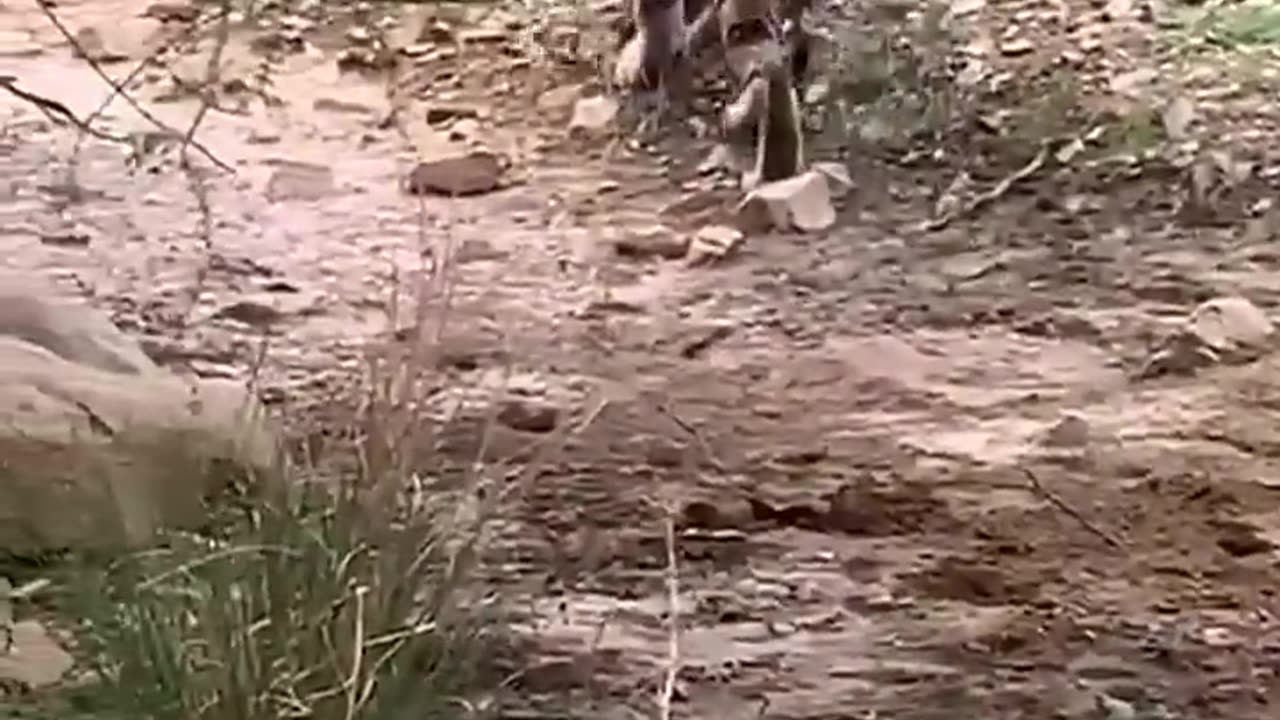 Tiger killed dog at zone 2 Ranthambore National Park, Tiger attack dog