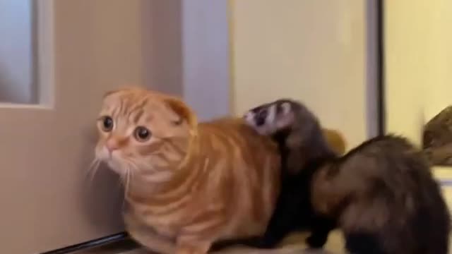 The cute Scottish fold cat playing with his friends