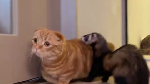 The cute Scottish fold cat playing with his friends