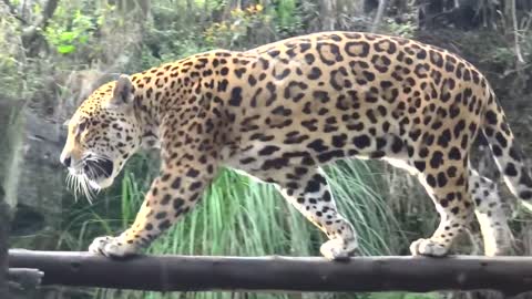 captive jaguar 2021