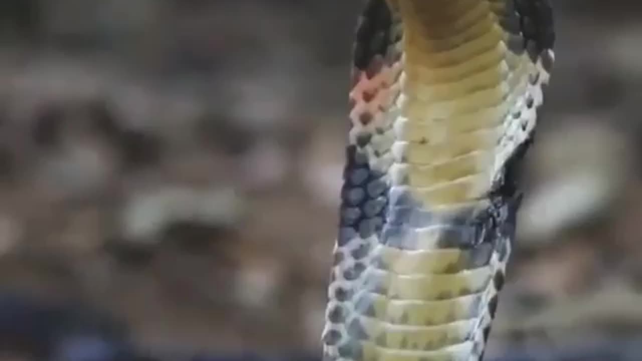 Wildlife in Closer View with natural perspective.