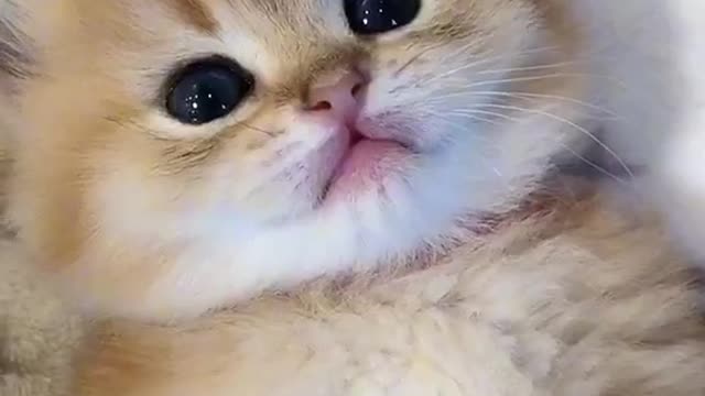 Cute and Funny cat Videos