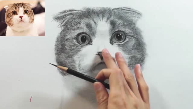 The detailed drawing process of sketching cats is easy to learn10