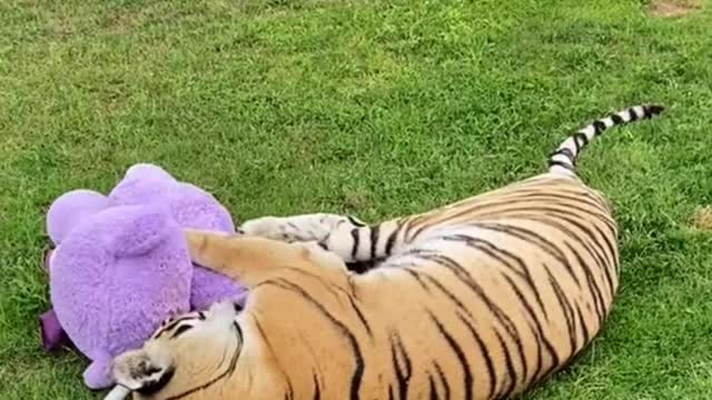 Play stuffed animals with tigers