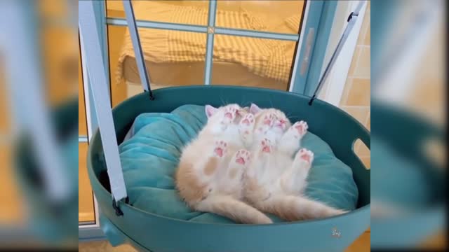 Funny Cat Video -See and Enjoy!