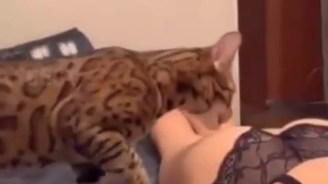 Angry cat bite