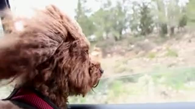 This cute dog ua enjoying the ride!