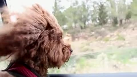 This cute dog ua enjoying the ride!