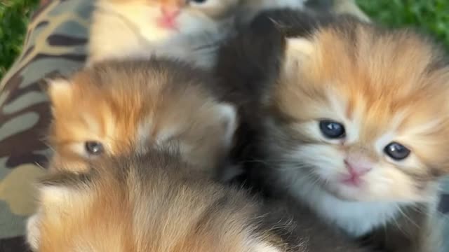 5 cats are so beautiful and gorgeous