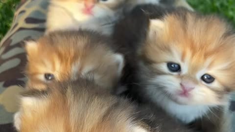 5 cats are so beautiful and gorgeous