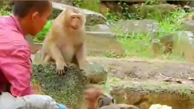 Tiger Cannot Attack Monkey On Trees | Tiger Attack Again & again