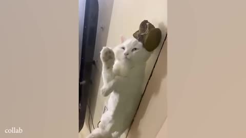 Funny CATS will make all your STRESS GO AWAY!