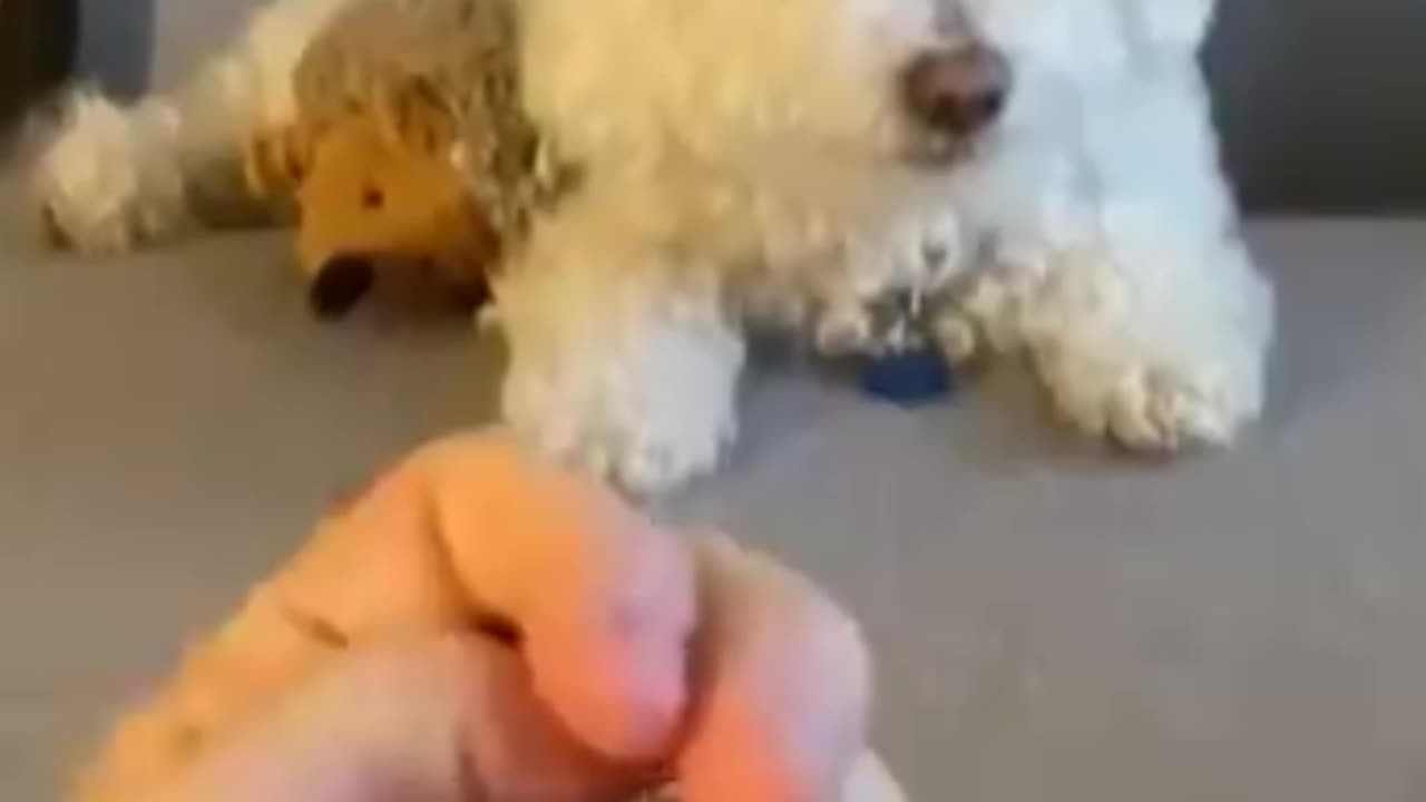 Pets funny video 2023 #Pets #Dog #cat