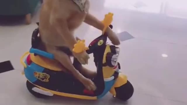 Funny Dog riding mini bike.