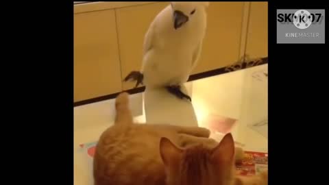 Funny Parrots Annoying Cats || Cats vs parrots || funny Parrots and cat's