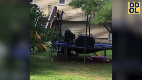 FailArmy-Stupidity, Part 1