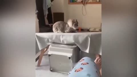 funny animal video