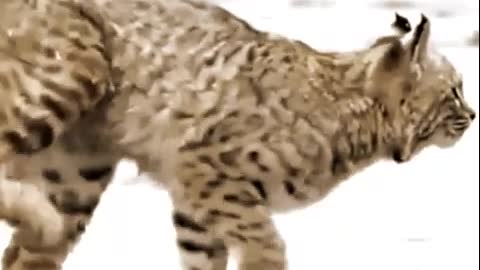 wild cat jump viral videos