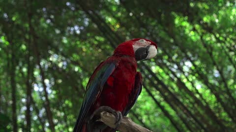 Red parrot