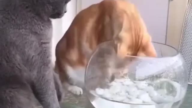Full funny cat videos