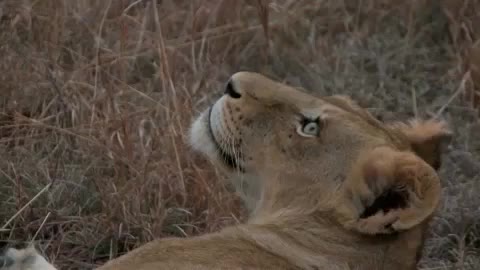 Lion Laying Down Close Up