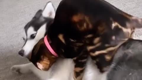 Dog and cat romance video 😘🤣