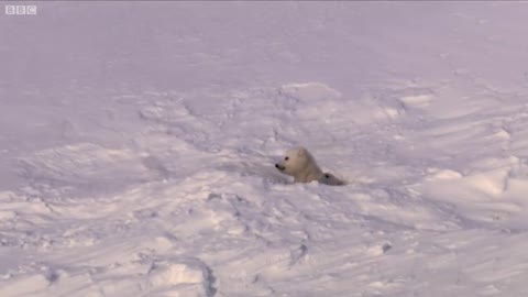 Polar Bear Cubs Taking Their First Steps | Planet Earth | BBC Earth