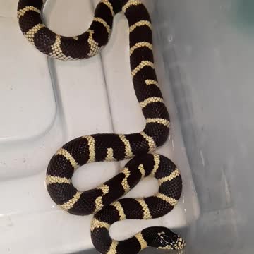 Our Kingsnake Penguin