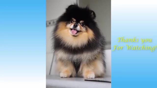 Super Fanny and Cute cats/dog video