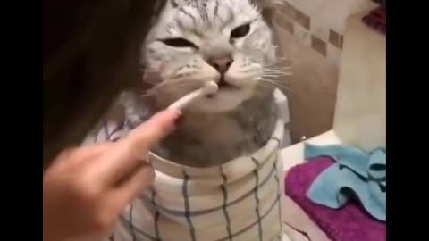 Funniest Cats 😹 - Don't try to hold back Laughter 😂