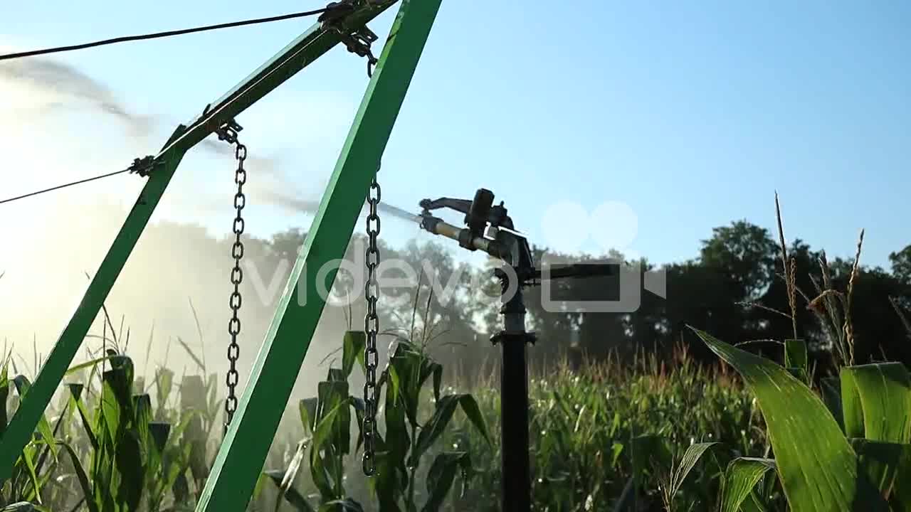 Maize field sprinkler sprays water on organic corn plants safe for human health, slow motion shot