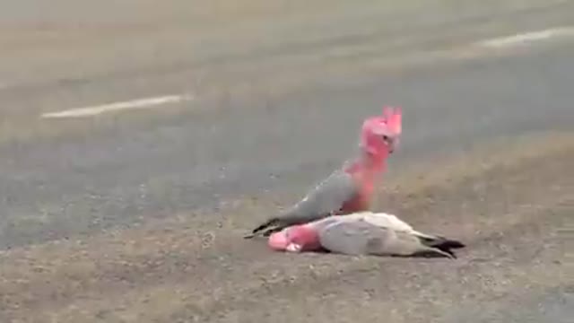 Partner grieving at the death of its mate... The farewell at the end(0.45sec) will break ones heart.