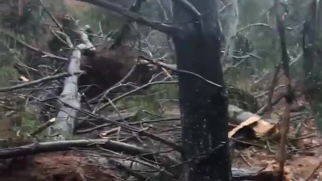 Trees decimated as tornado touches down in Maryland