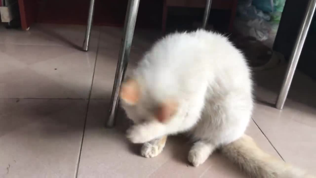 This White Cat is So Cute Surely You Wanna Have One - Viral Cat