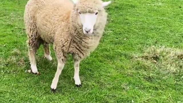 How happy was the sheep? You see how it jumps and jumps