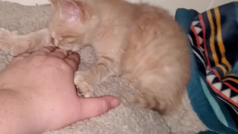 Suckling kitten