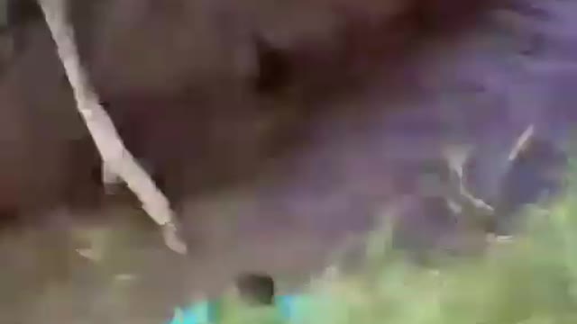 funny videos