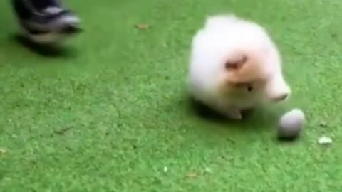 Mini Pomeranian | Pomeranian Puppies | Cute Puppy