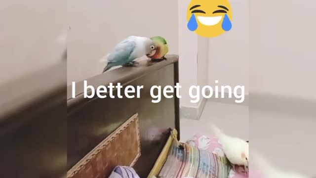 funny bird videos| Skie and Red playing around ♫