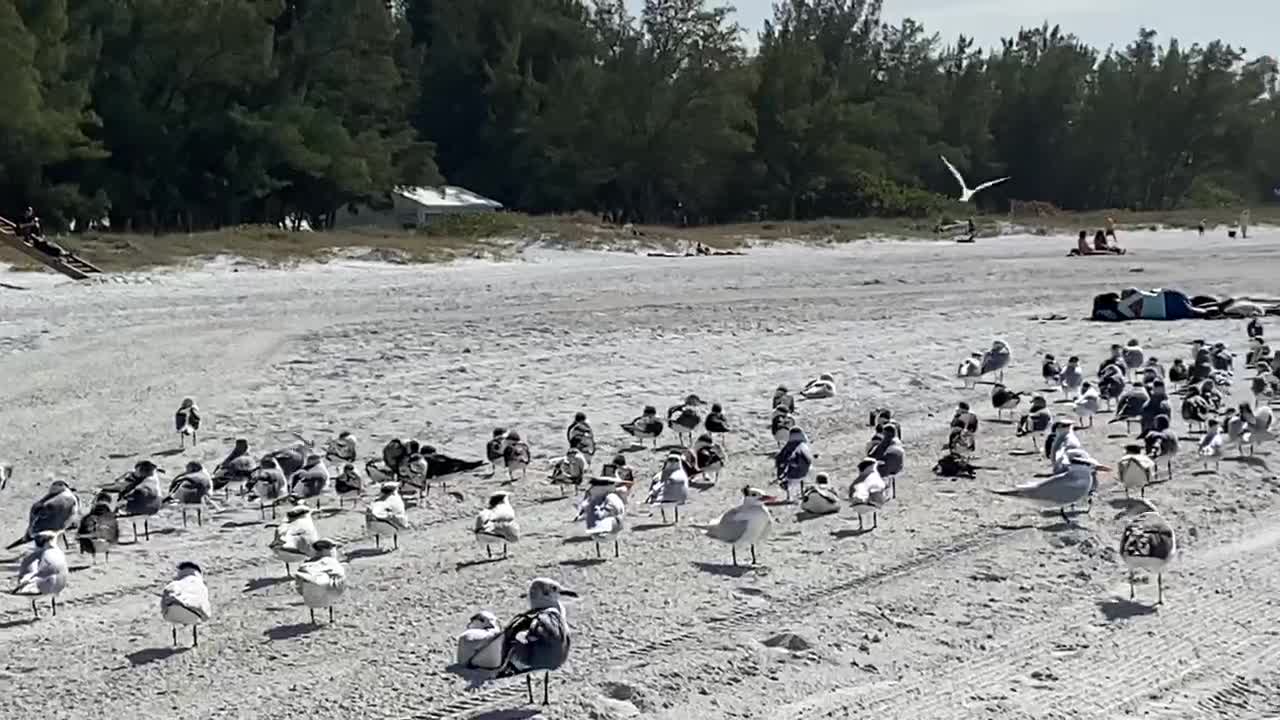 Gulls Mingling with Beachgoers