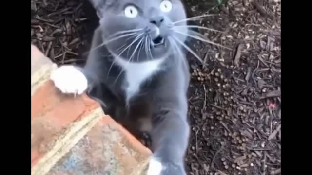 CATS will make you LAUGH | Funny CAT compilation