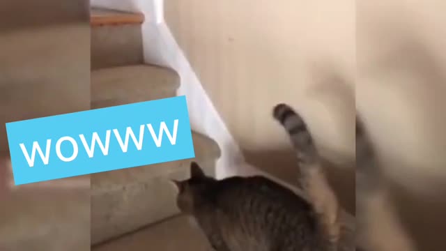 Cat drinks wine ! See what happened next 😂🤣😂🤣😅