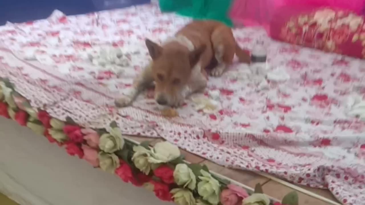 dog engagement