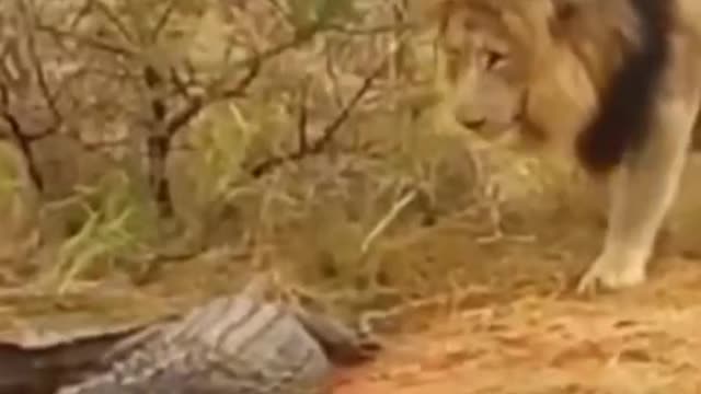 Crocodile vs lion fighting.