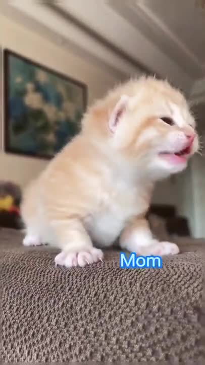 cute little catcalls her mom makes you laugh!
