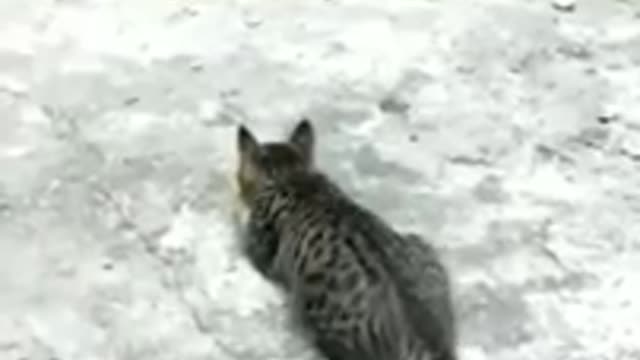 Cat Vs Hen Fight. Funny Videos