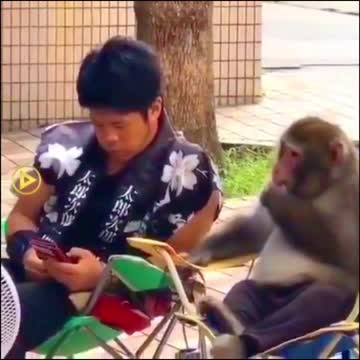Monkey funny video 😂😂