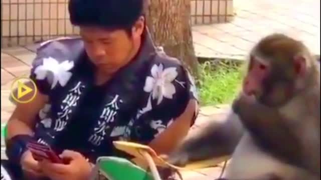 Monkey funny video 😂😂